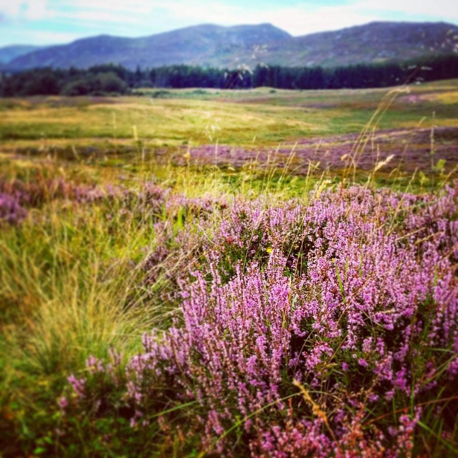 Caman House Apt 2 - By Where Stags Roar Newtonmore Exteriér fotografie