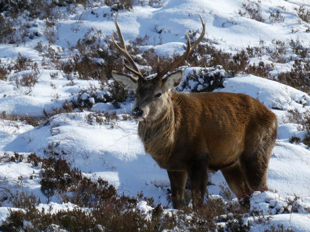 Caman House Apt 2 - By Where Stags Roar Newtonmore Exteriér fotografie